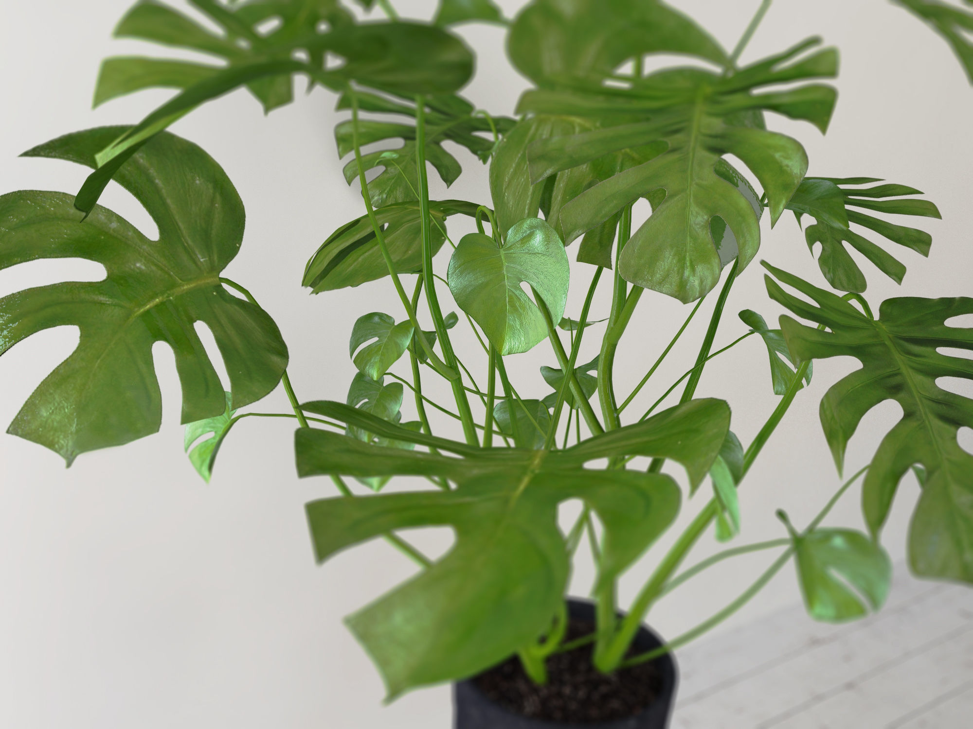 Monstera plant 3D model_2