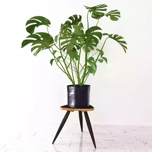 Monstera plant 3D model