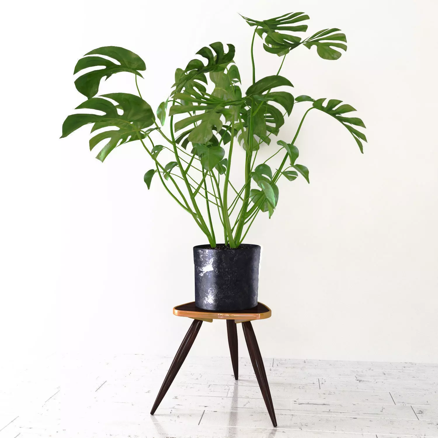 Monstera plant 3D model_0