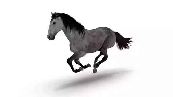 Realistic Animated Gray Horse
