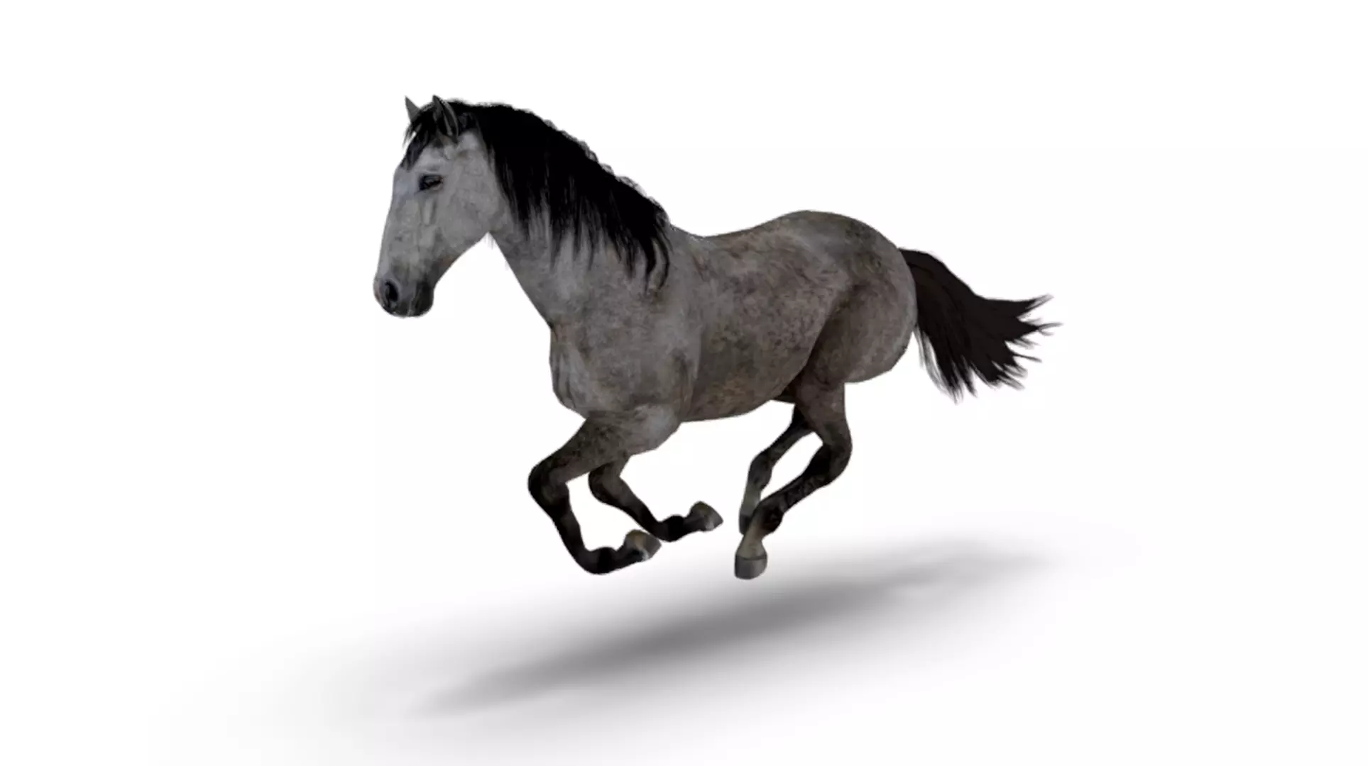 Realistic Animated Gray Horse Low-poly 3D model