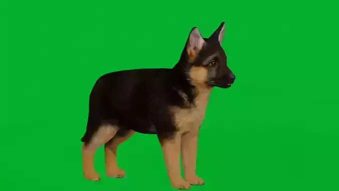 Shepherd Puppy Dog