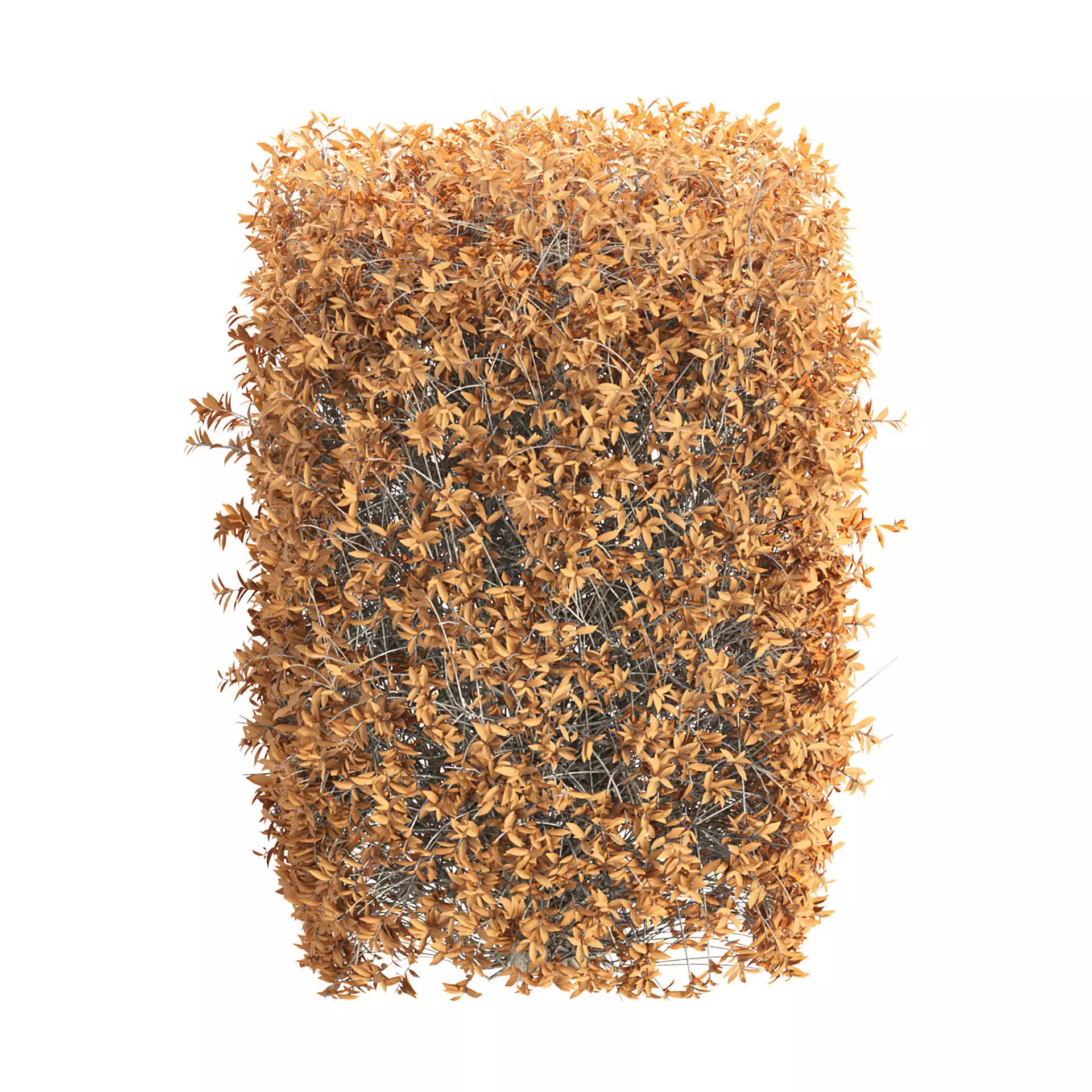 Autumn Boxwood Vol 306 3D model_4