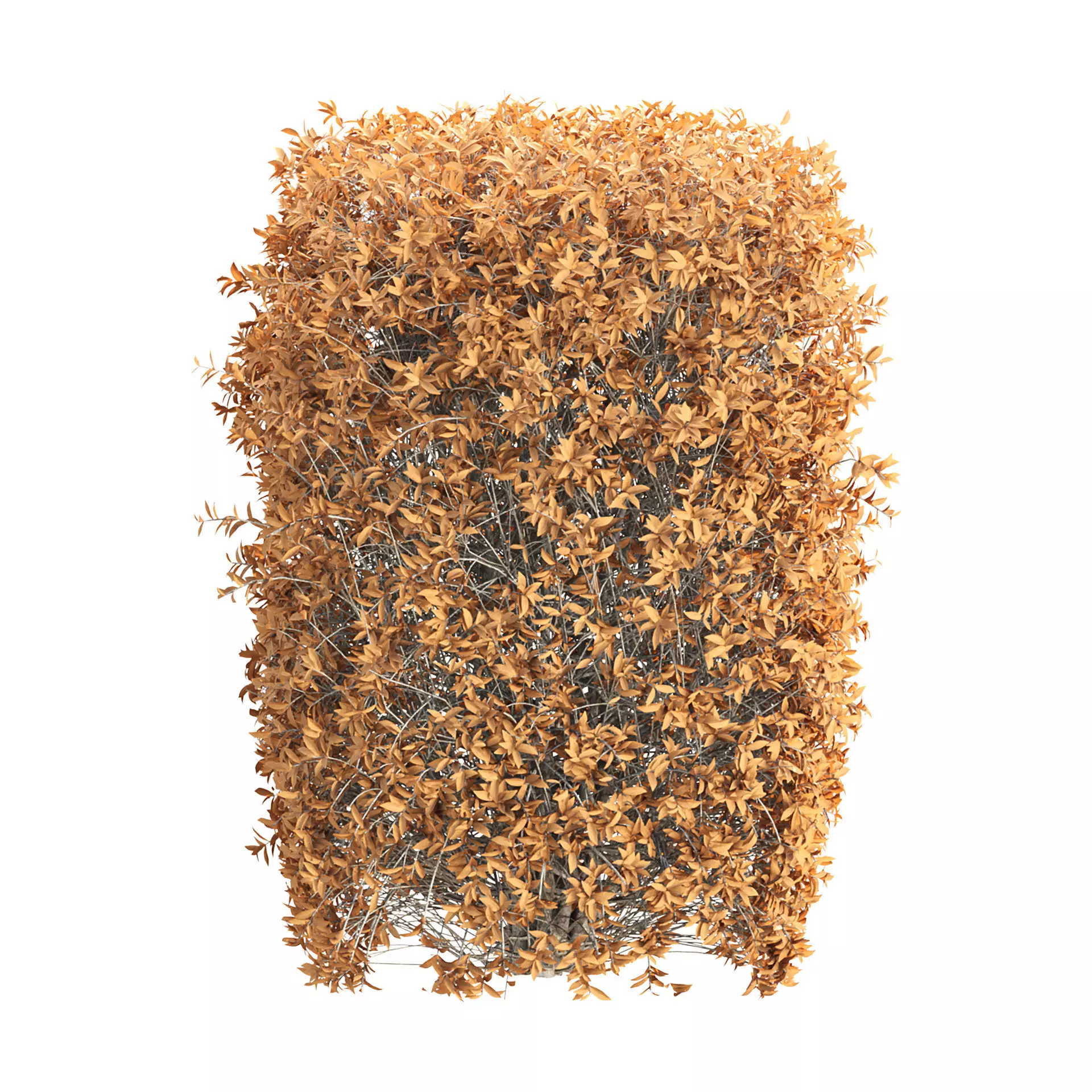 Autumn Boxwood Vol 306 3D model_3