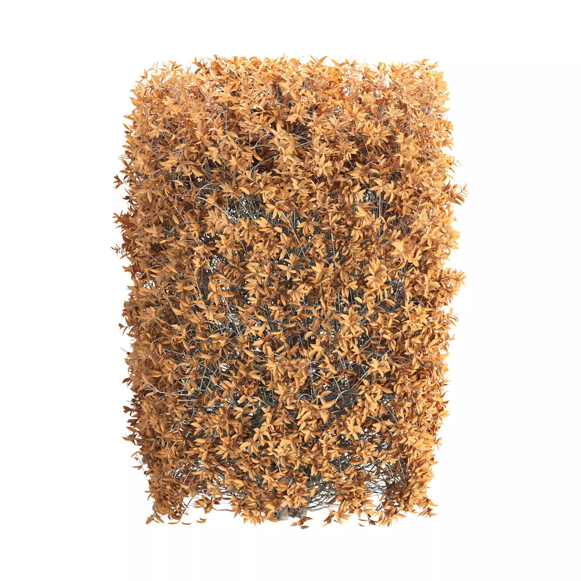Autumn Boxwood Vol 306 3D model_2
