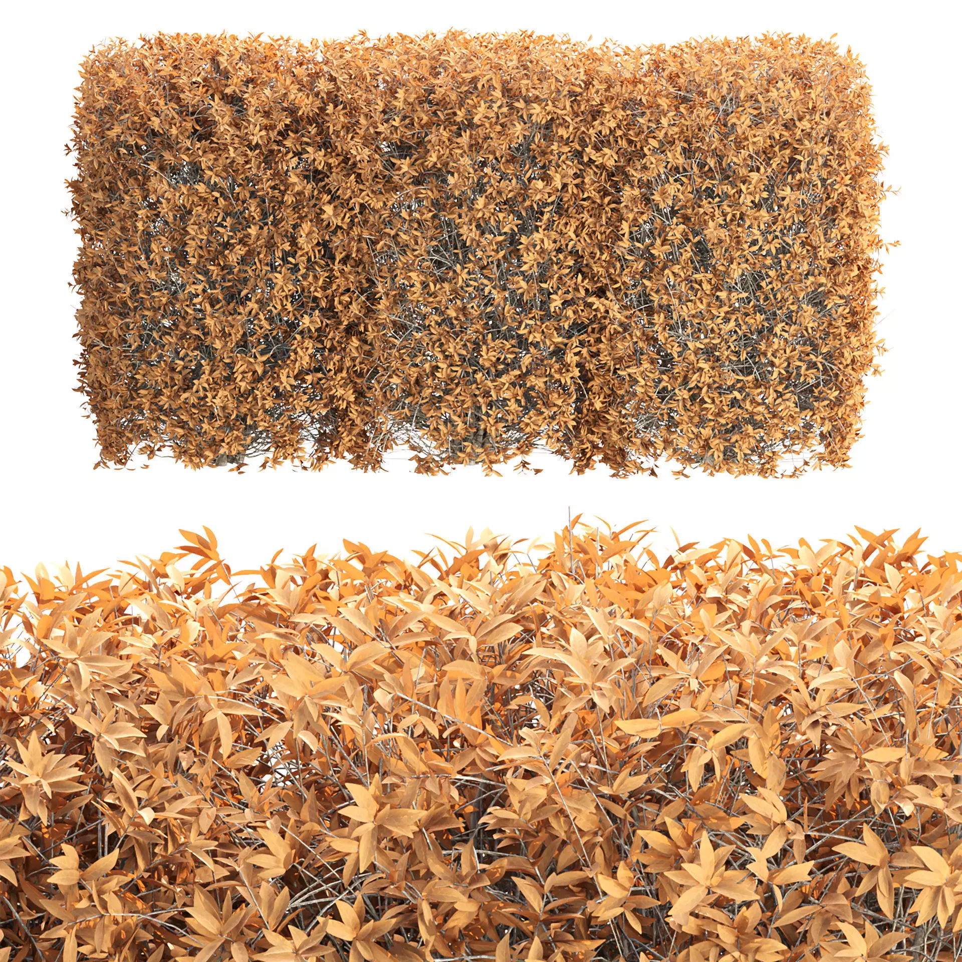 Autumn Boxwood Vol 306 3D model_0