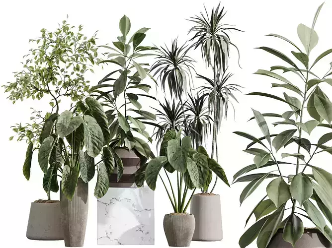 AV Indoor Plants Set 364 Ficus Warnecki Cunjevoi