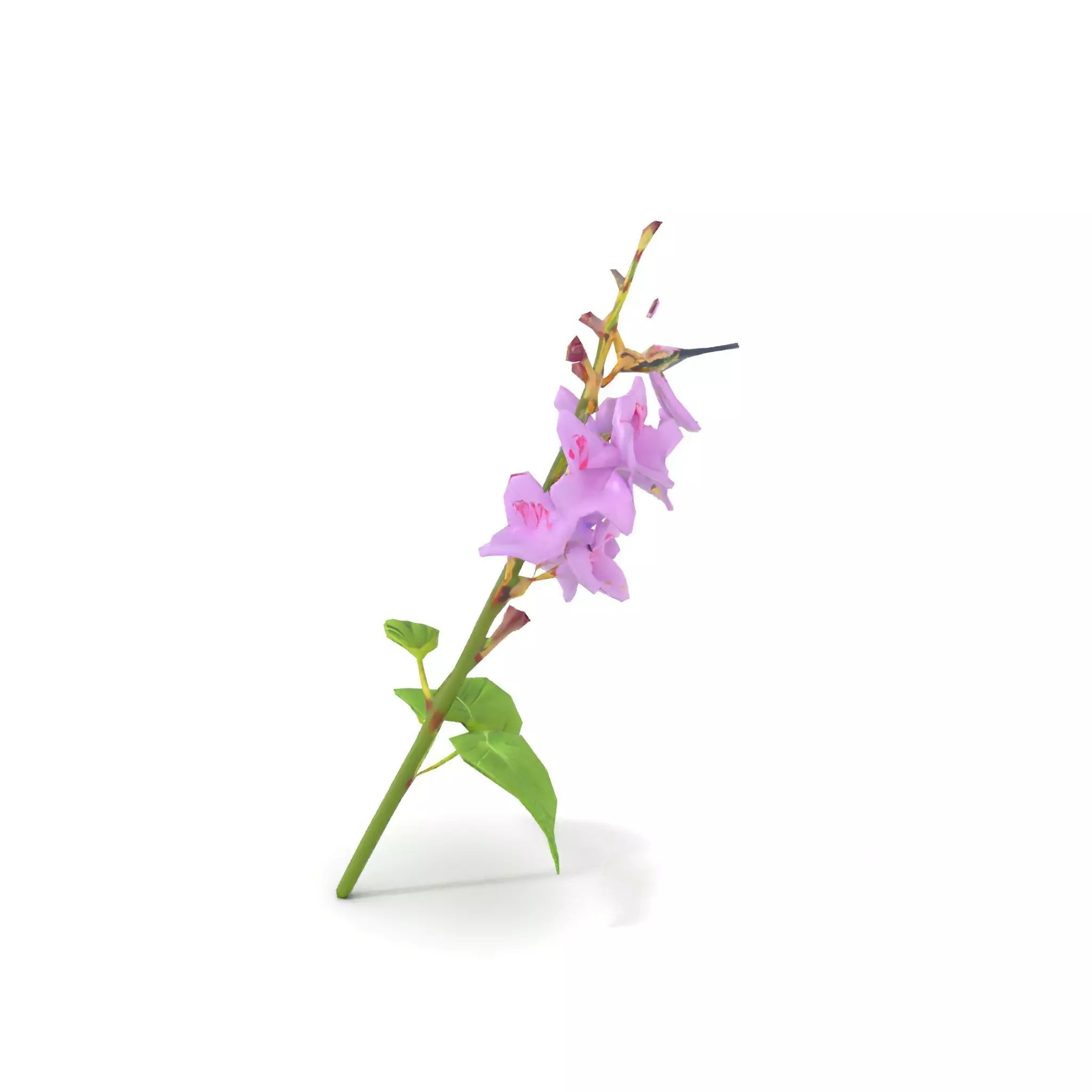 Lavender Floral Stalk model pack Low-poly 3D model_12