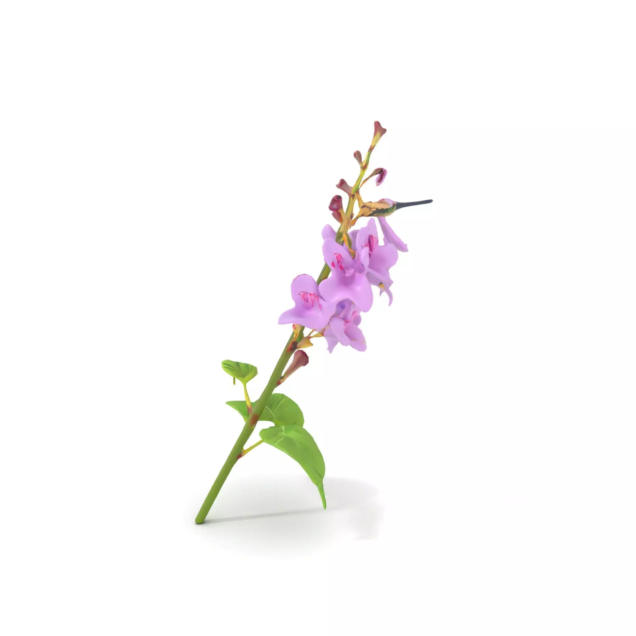 Lavender Floral Stalk model pack Low-poly 3D model_5