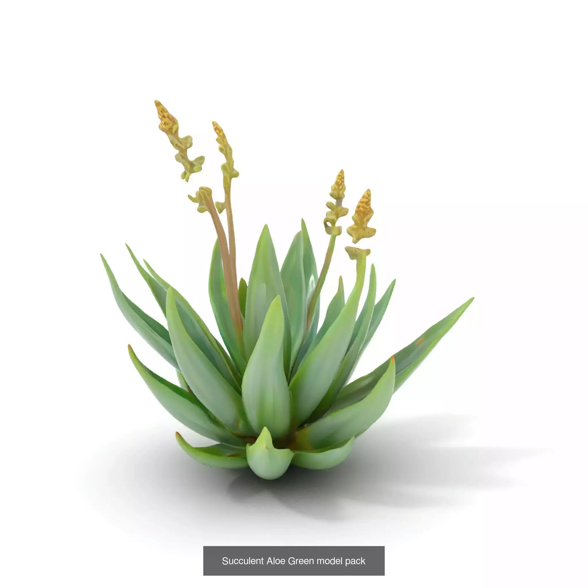 Whimsical Creature Plant Models 3D Model Collection_16