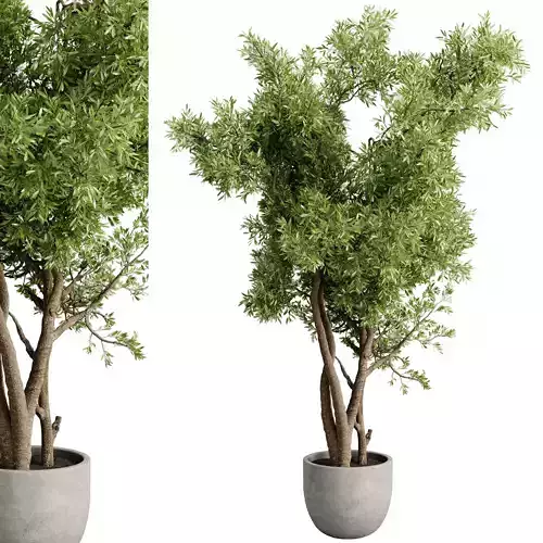 Tree Branch palnt - set indoor plant 681 