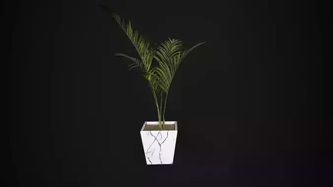 Tall Indoor Palm Plant