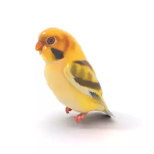 Golden Finch Bird model pack Low-poly 3D model