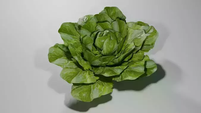 Lettuce Leaf