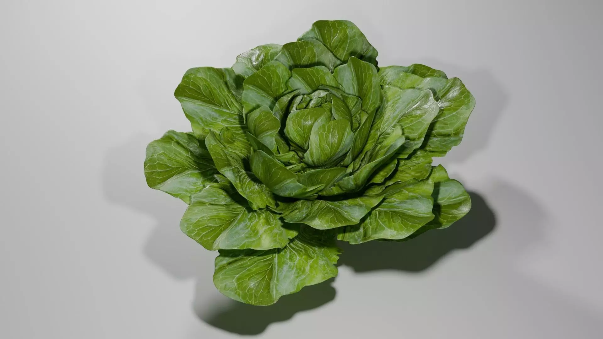 Lettuce Leaf 3D model
