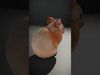 Fluffy Peach Rabbit model pack Low-poly 3D model_2