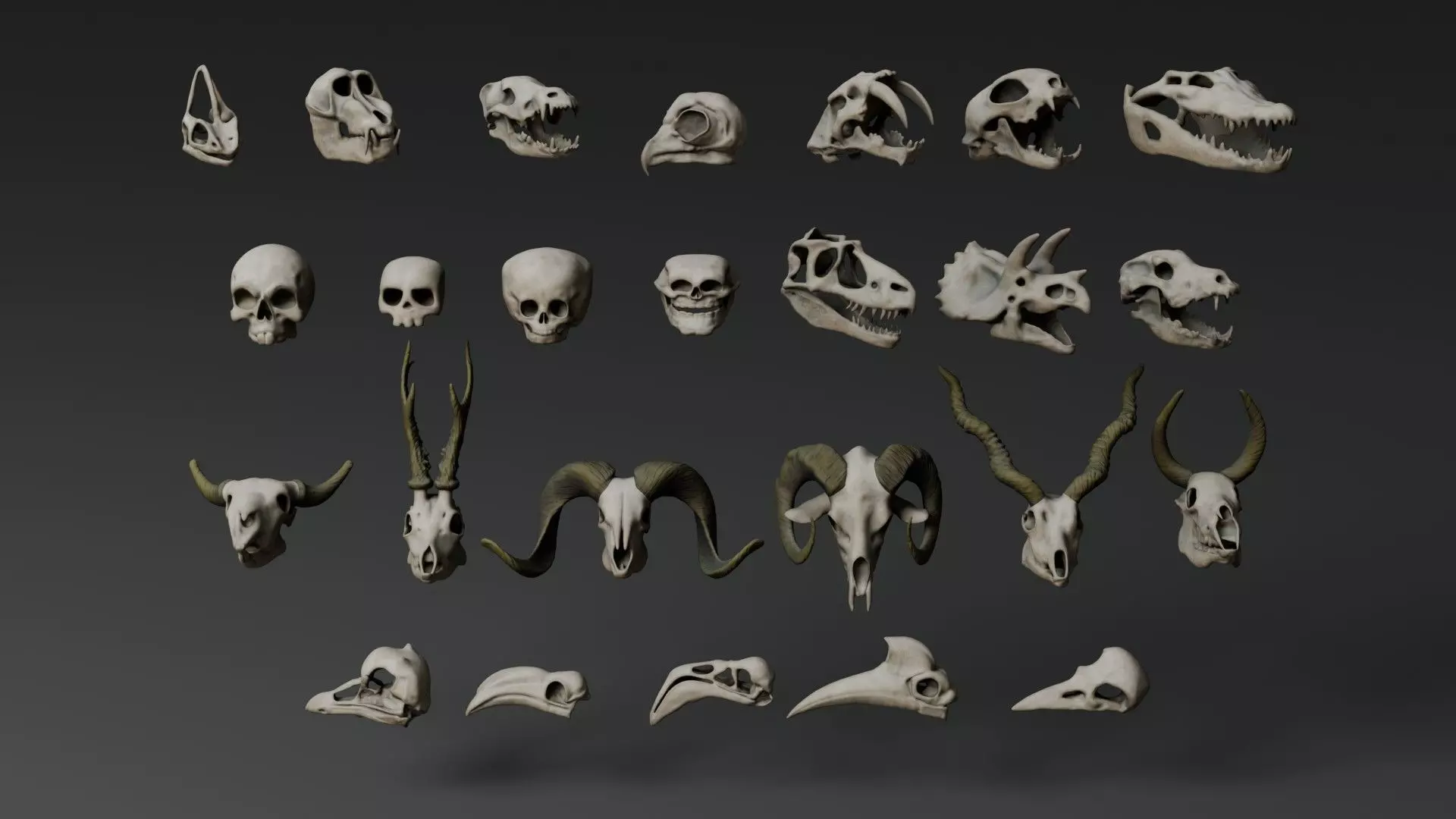 Skull Assets 3D model_11