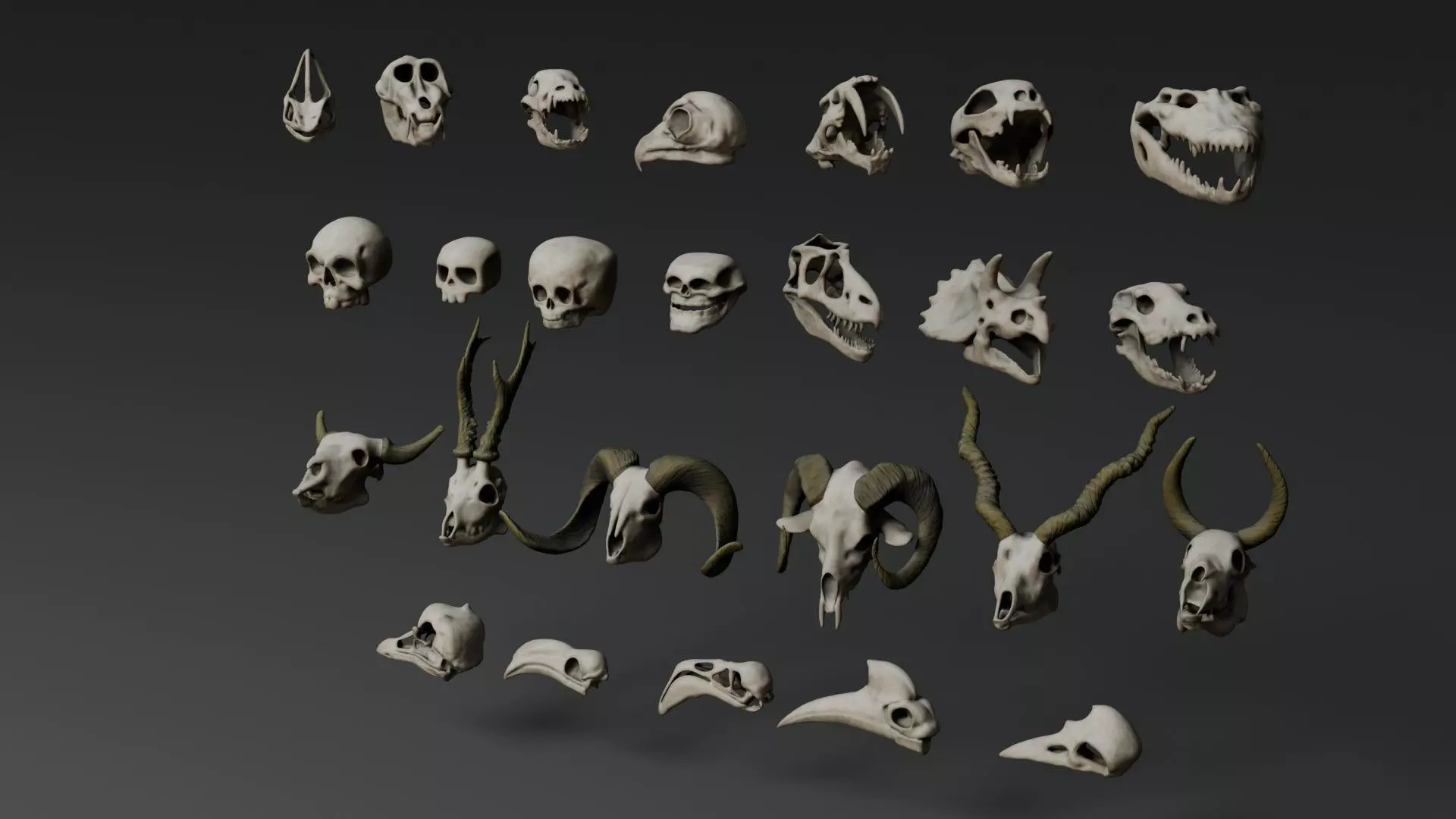 Skull Assets 3D model_9