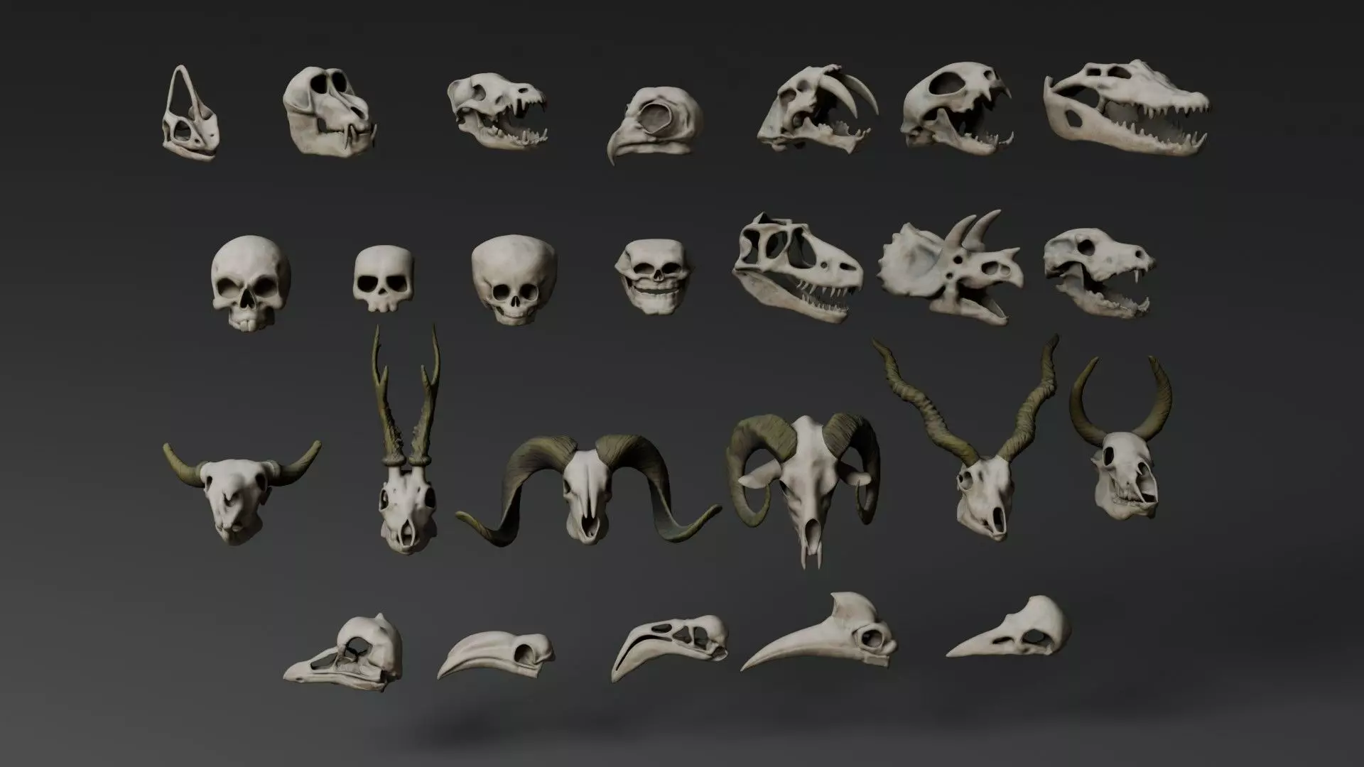 Skull Assets 3D model_2