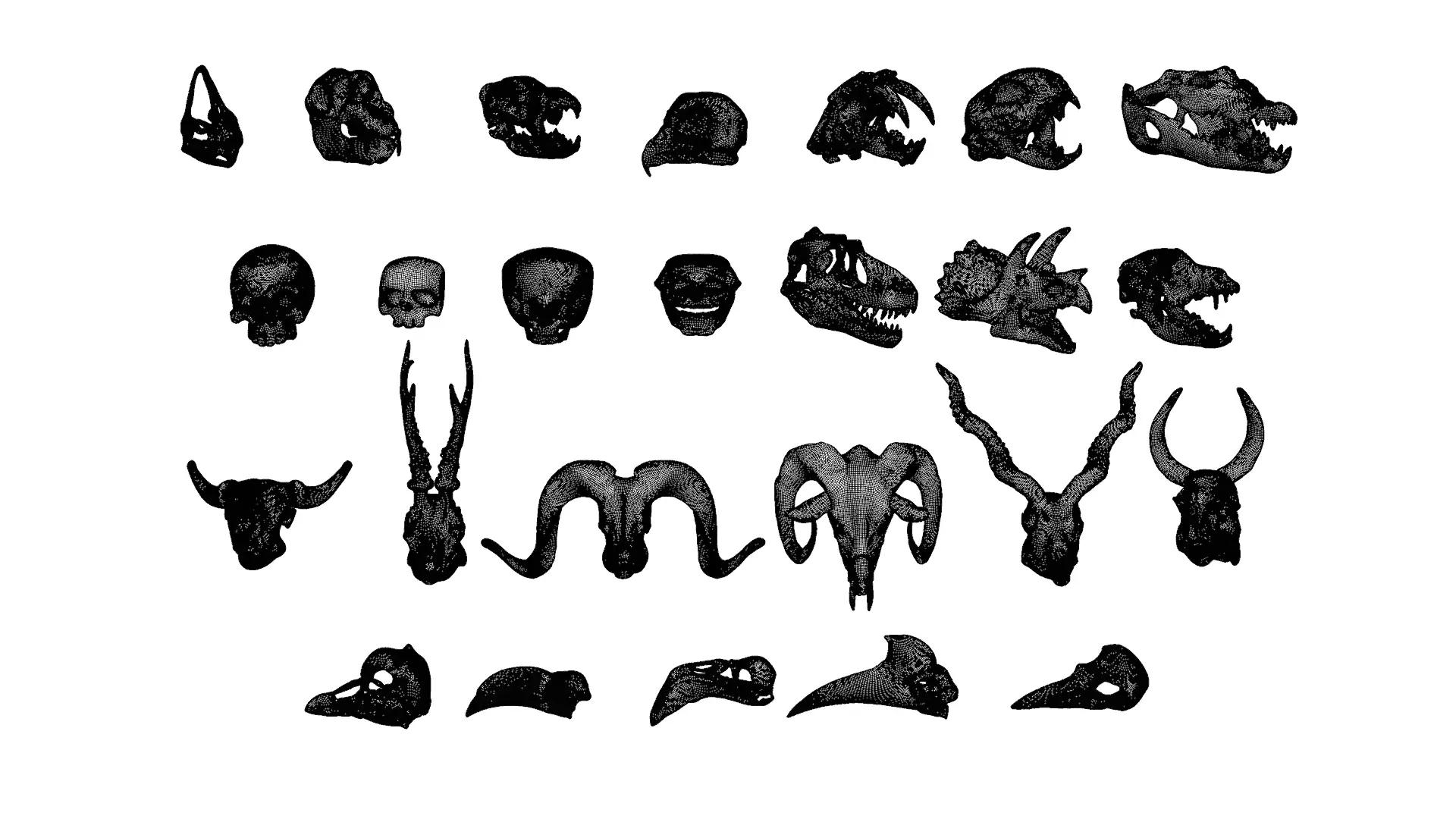 Skull Assets 3D model_4