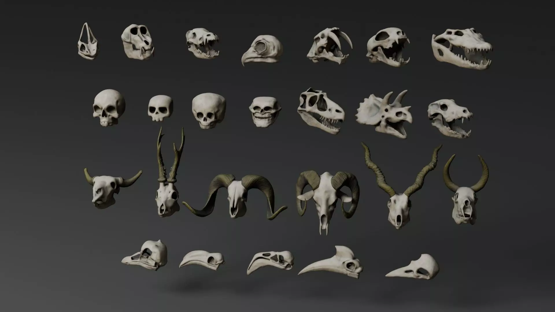 Skull Assets 3D model_10