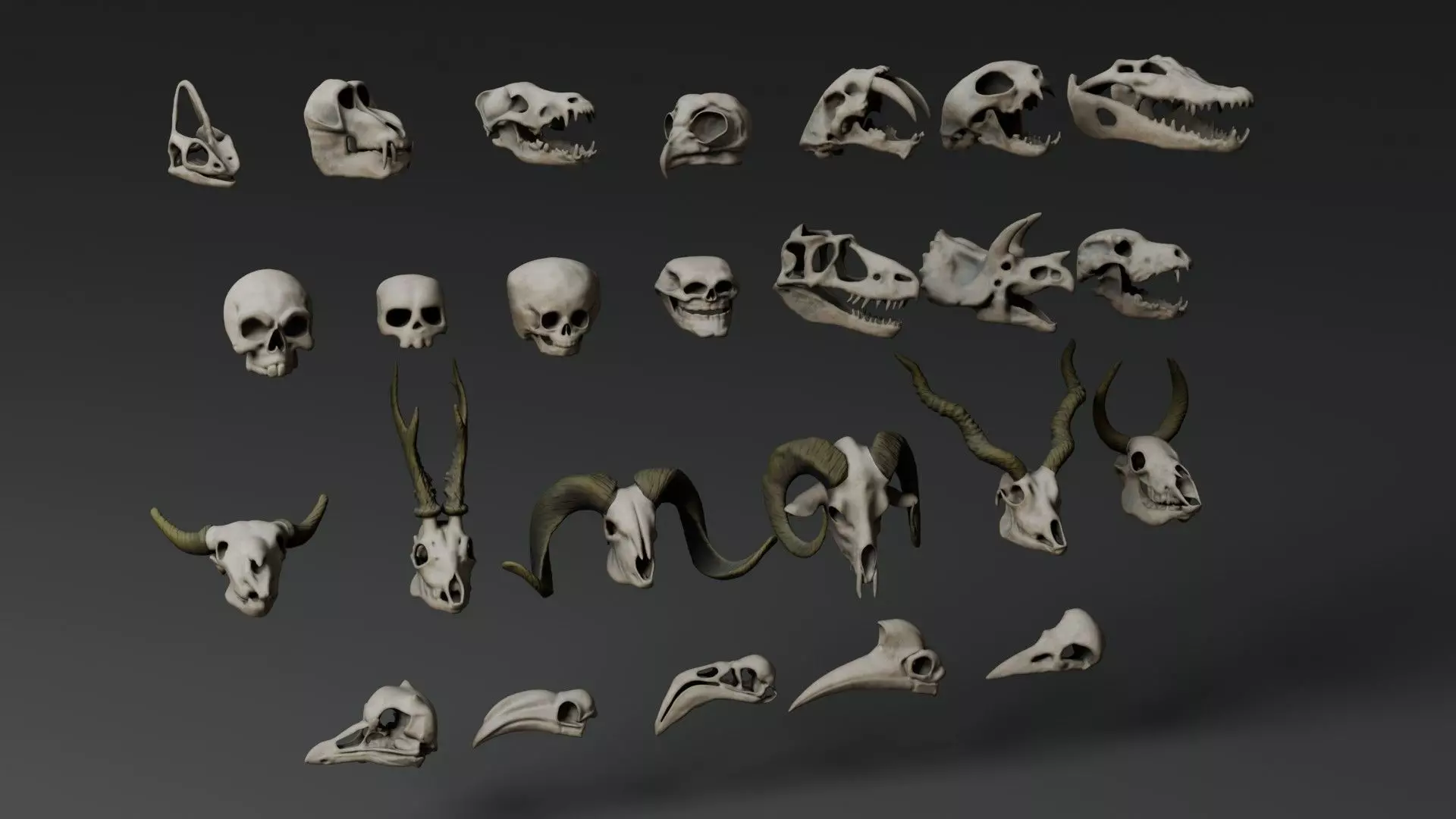 Skull Assets 3D model_5