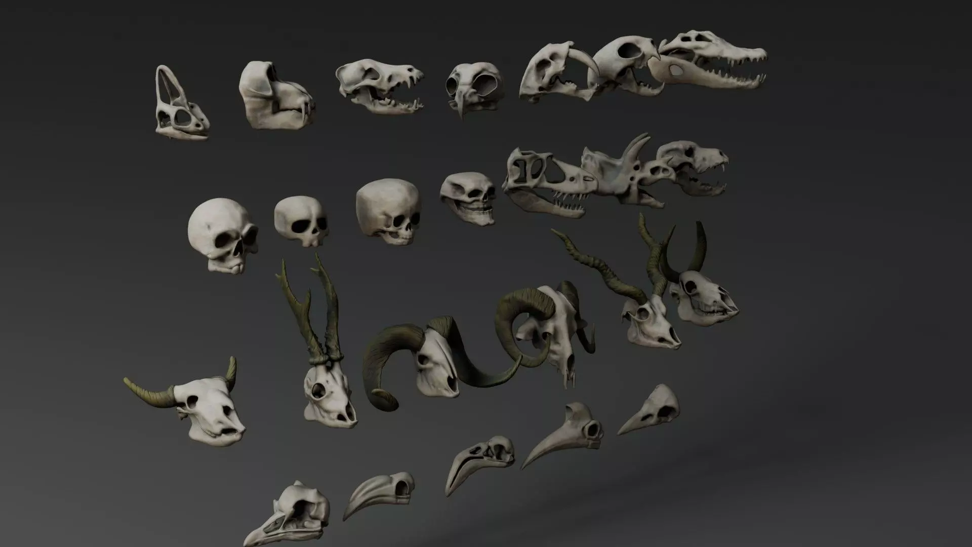 Skull Assets 3D model_6