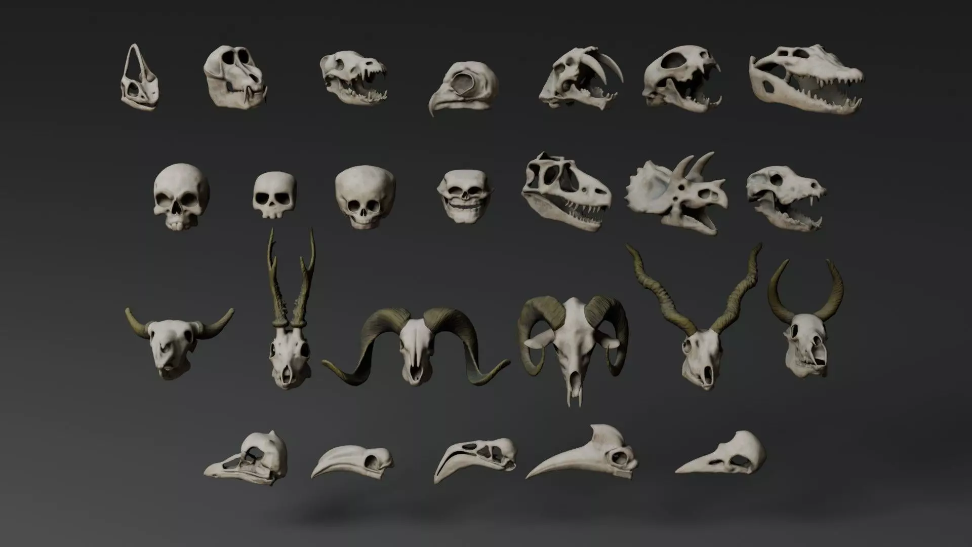 Skull Assets 3D model_0