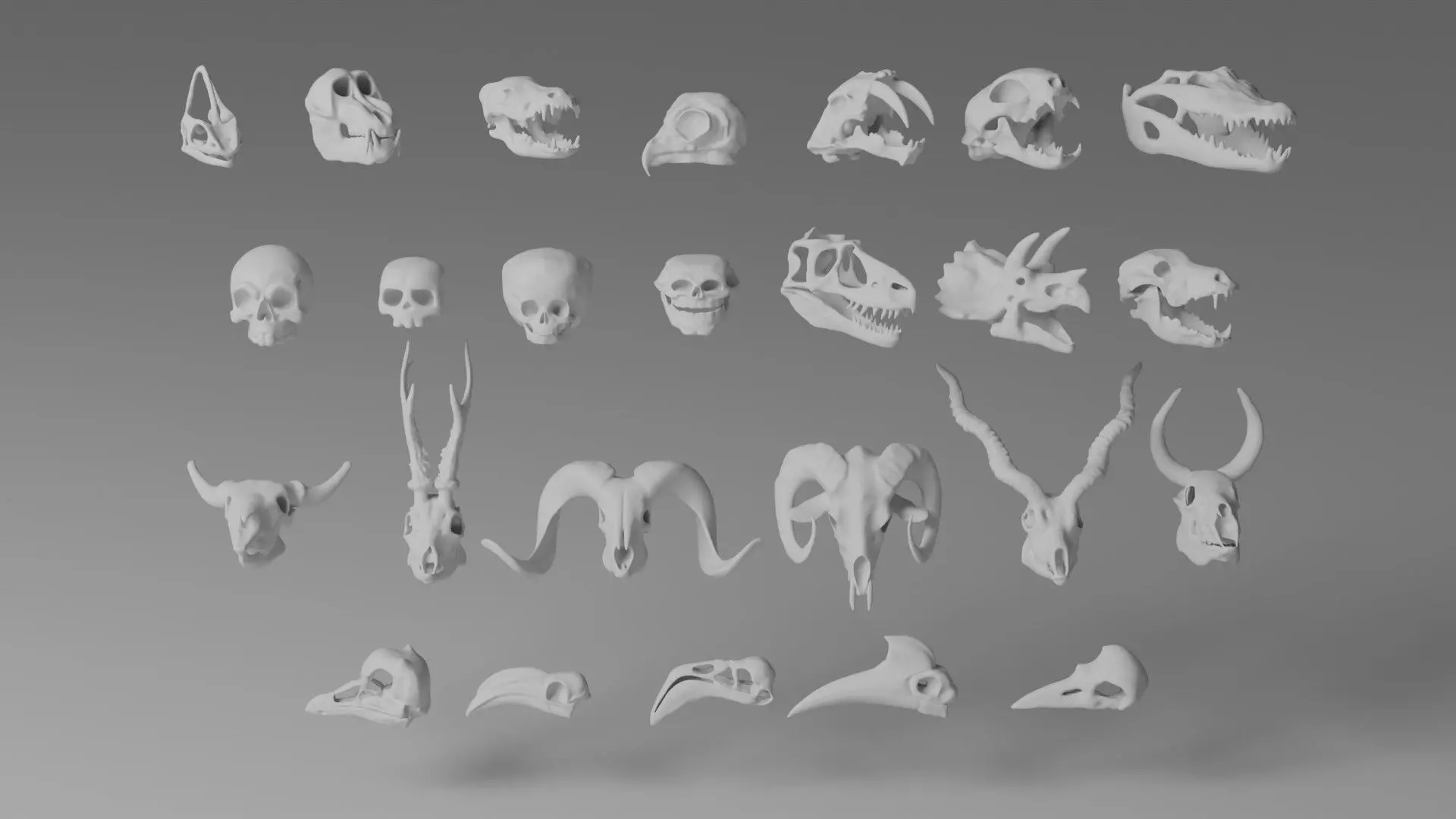 Skull Assets 3D model_3