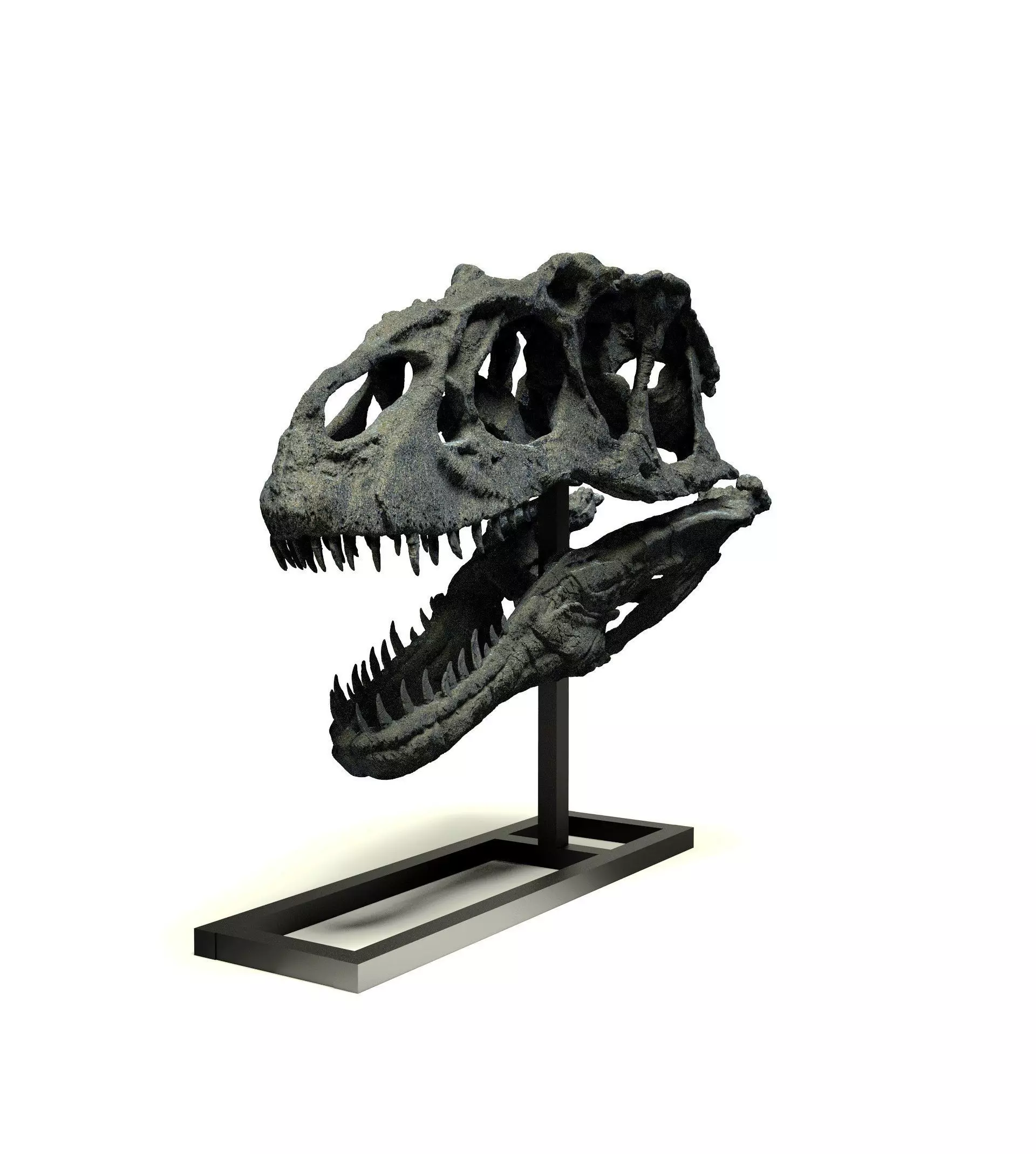 CRANEO DE ALLOSAURUS PARA ESCALA 3D print model