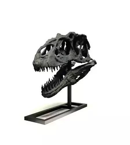 CRANEO DE ALLOSAURUS PARA ESCALA 