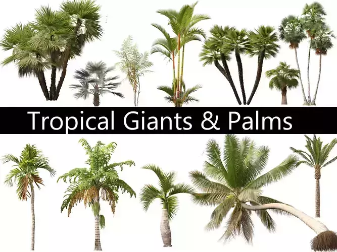 Tropical Giants Palms Pack 02
