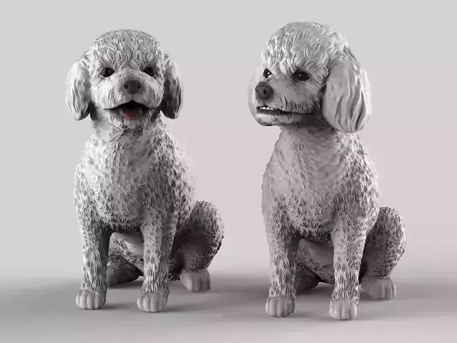 Realistic Toy Poodle
