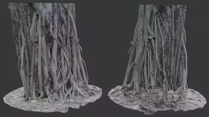 Mangrove Root Base Scan