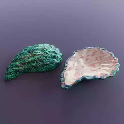 Oceanic Gem oyster shell 2