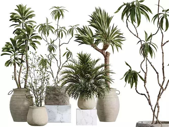 AV Indoor Plants Set 365 Yucca Palm Japandi Euphorbia Drupifera