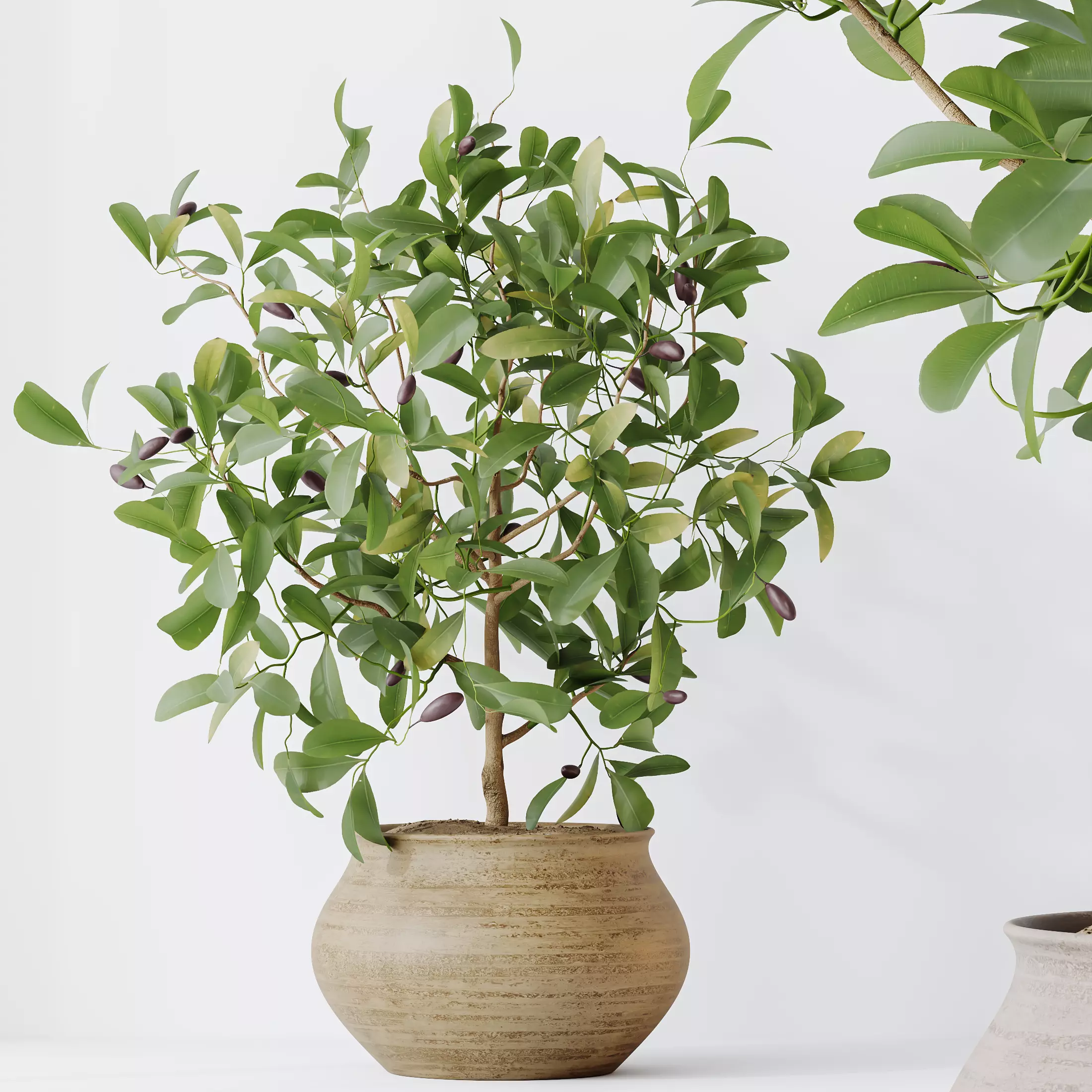 AV Indoor Plants Set 366 Briful Pachira Palm Ficus ParadiseBird 3D model_1