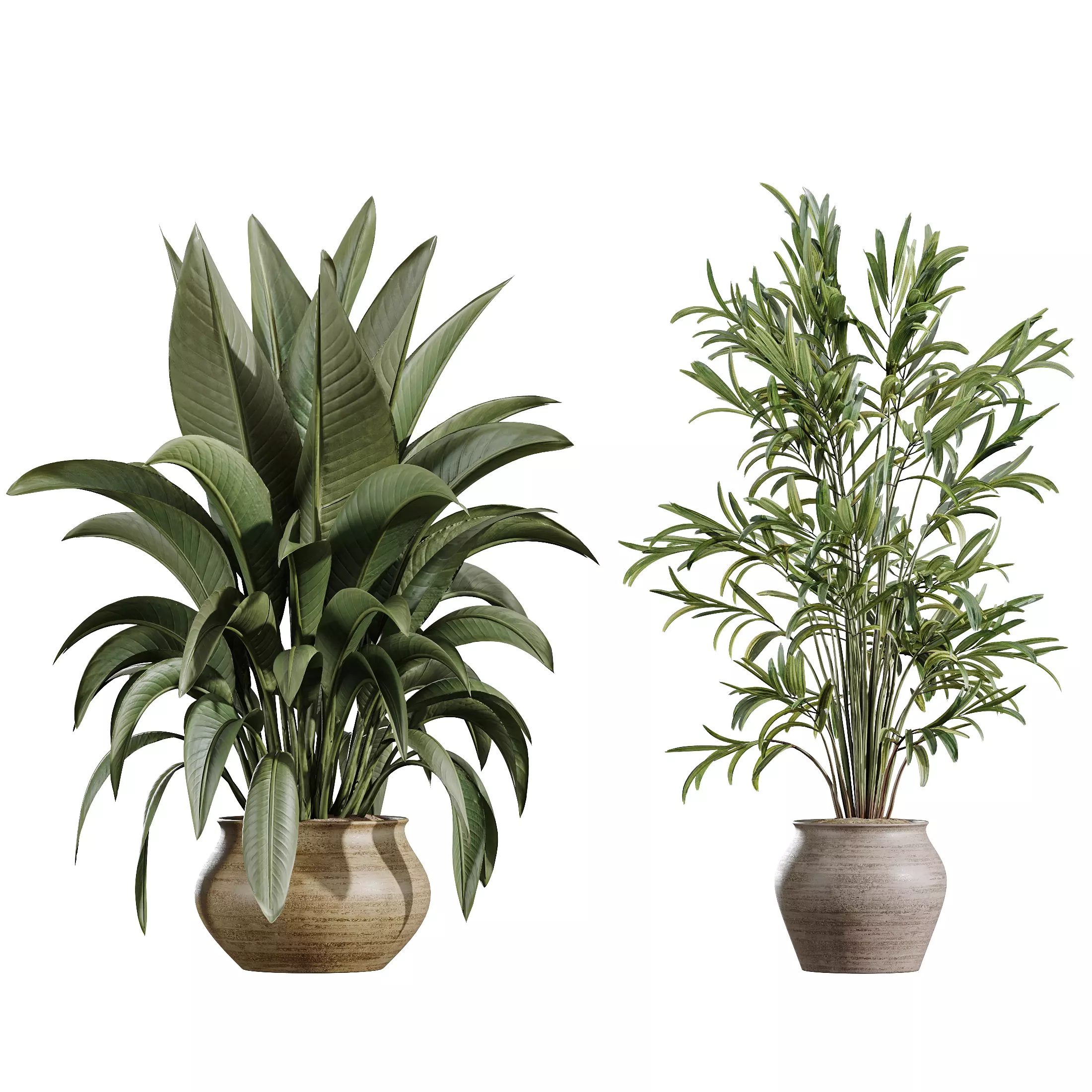 AV Indoor Plants Set 366 Briful Pachira Palm Ficus ParadiseBird 3D model_6