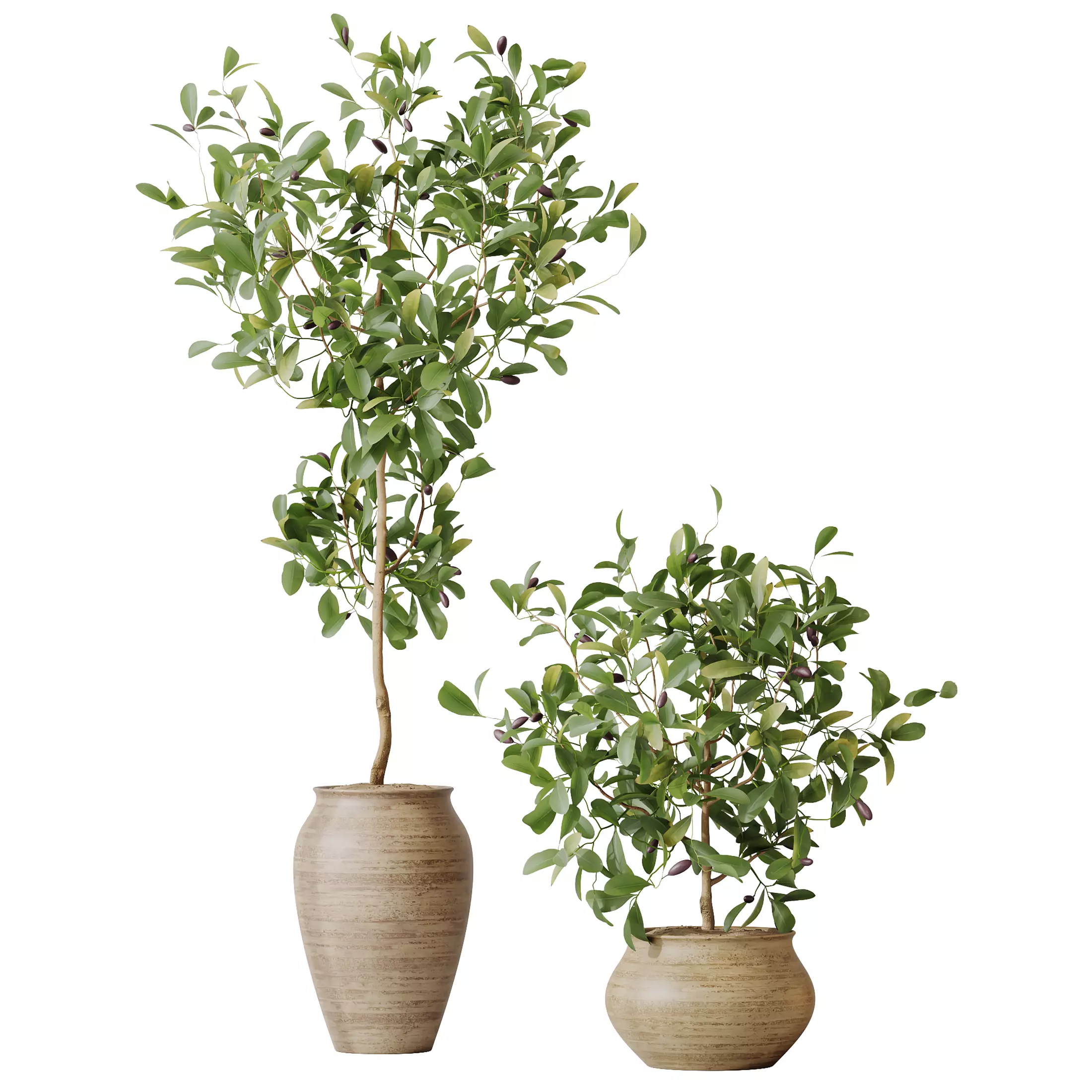 AV Indoor Plants Set 366 Briful Pachira Palm Ficus ParadiseBird 3D model_5