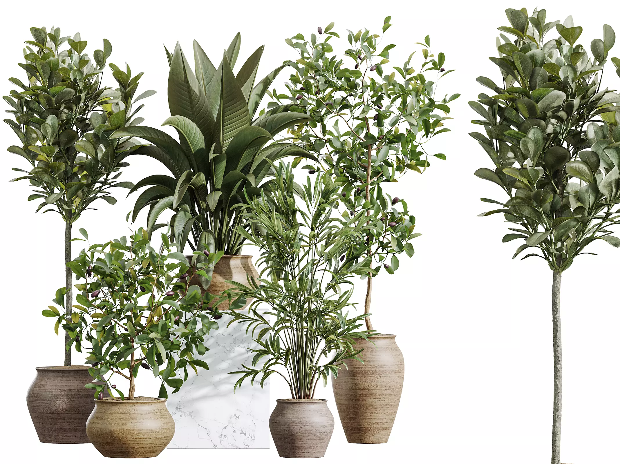 AV Indoor Plants Set 366 Briful Pachira Palm Ficus ParadiseBird 3D model_0