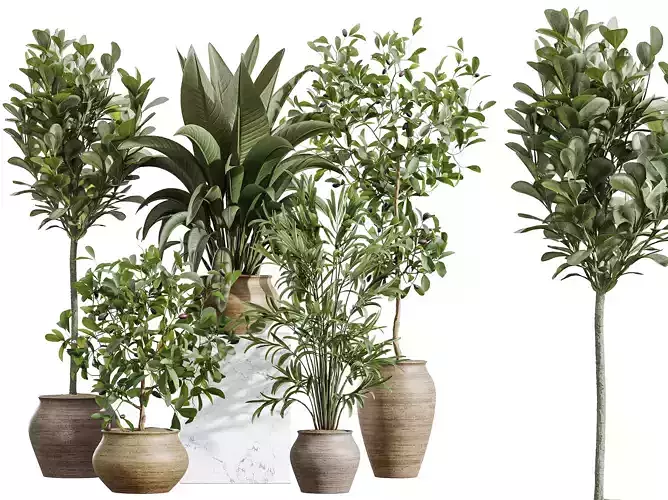 AV Indoor Plants Set 366 Briful Pachira Palm Ficus ParadiseBird