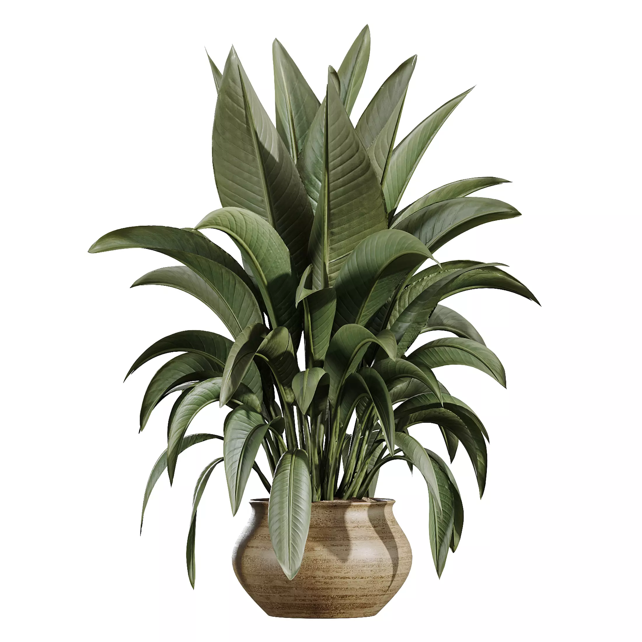 AV Indoor Plants Set 366 Briful Pachira Palm Ficus ParadiseBird 3D model_2