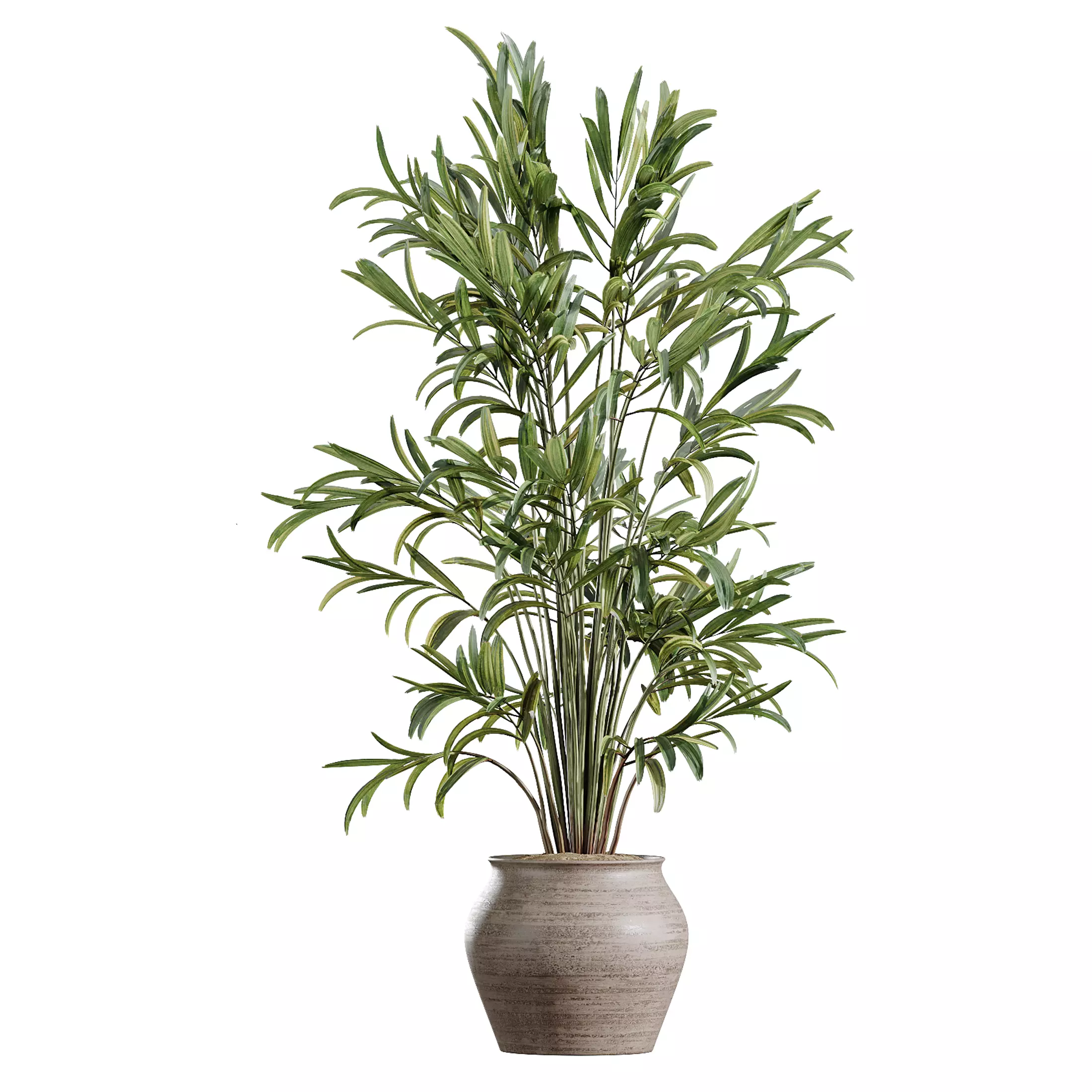 AV Indoor Plants Set 366 Briful Pachira Palm Ficus ParadiseBird 3D model_4