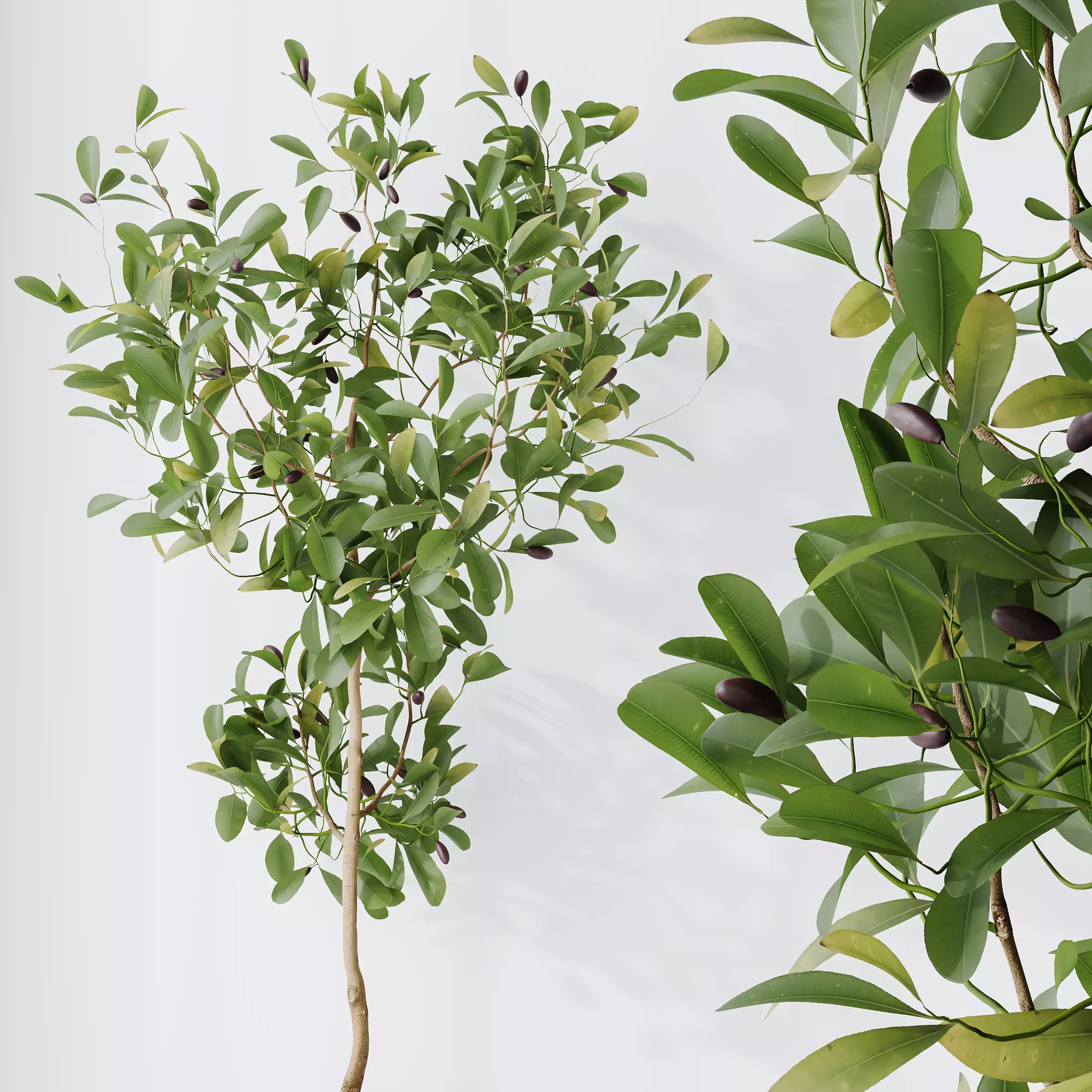 AV Indoor Plants Set 366 Briful Pachira Palm Ficus ParadiseBird 3D model_7