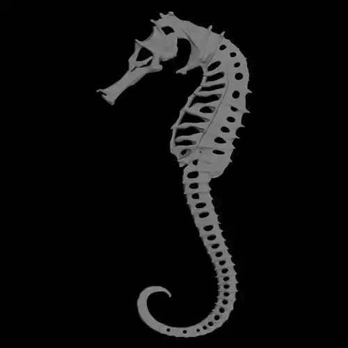 skeleton sea horse model