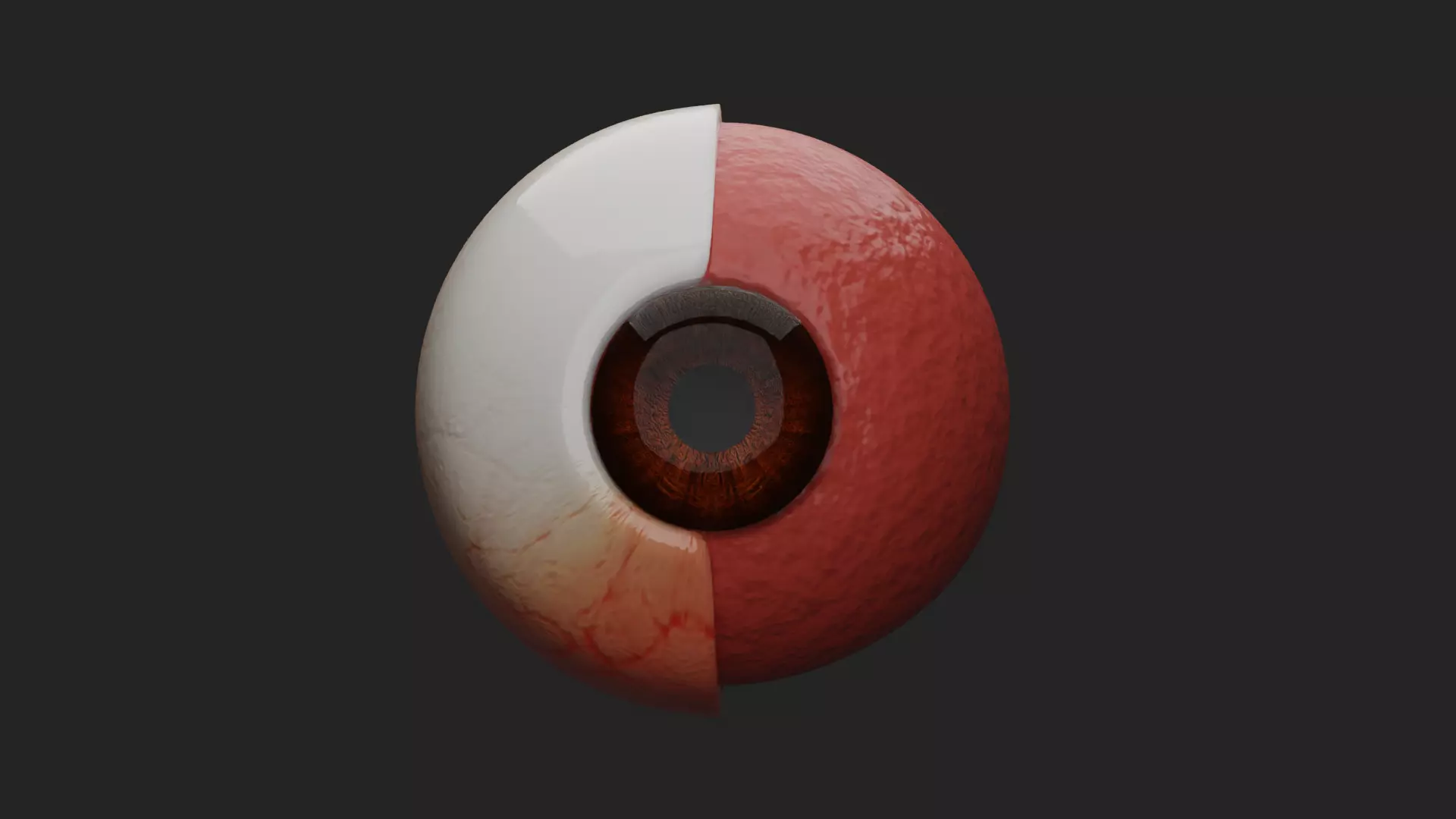 Cataract Eye Anatomy  3D model_11