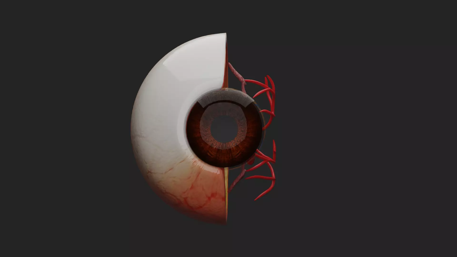 Cataract Eye Anatomy  3D model_9