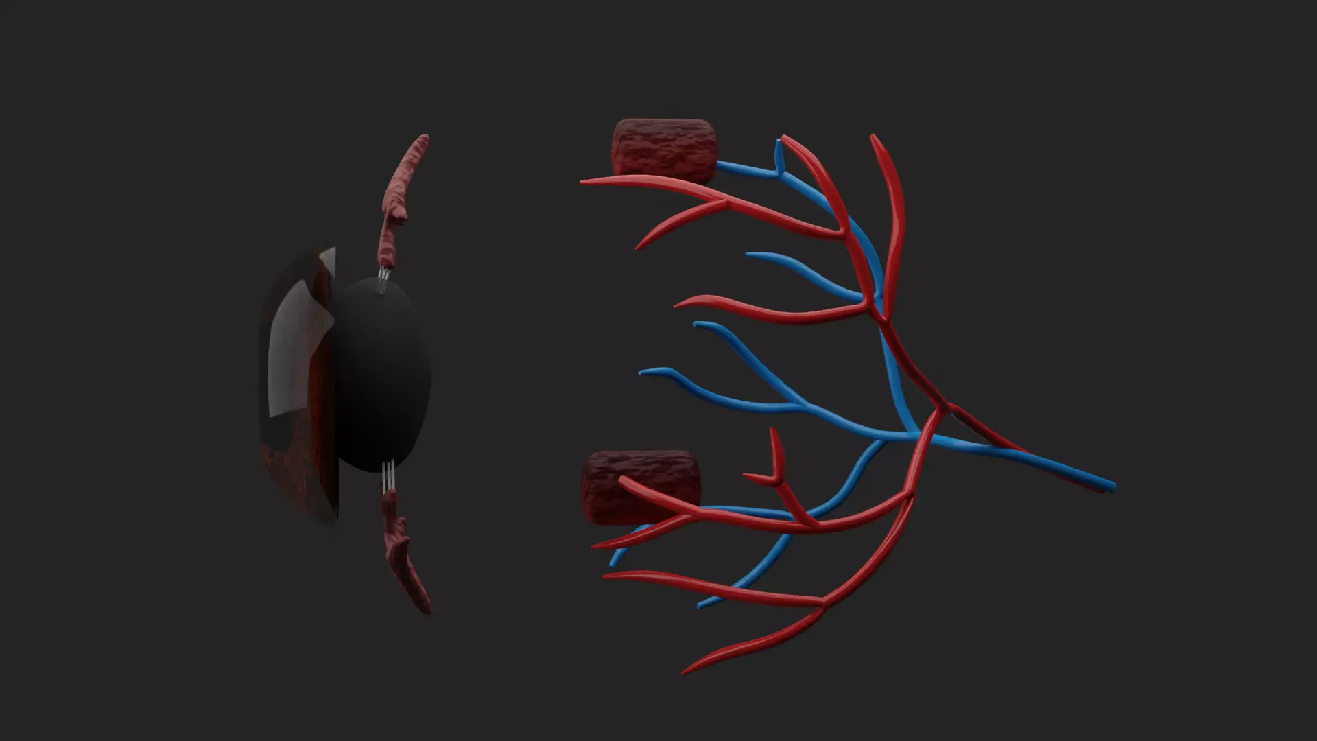 Cataract Eye Anatomy  3D model_16