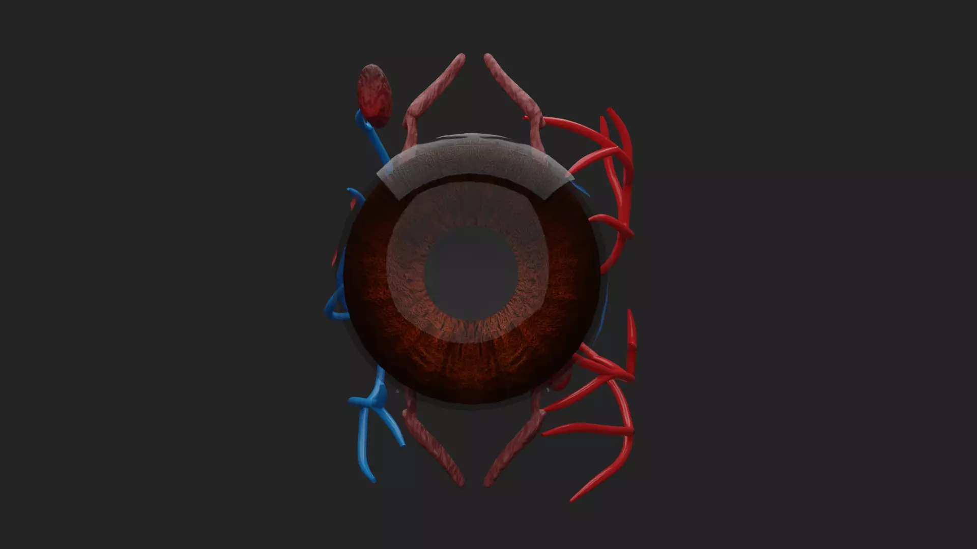 Cataract Eye Anatomy  3D model_13
