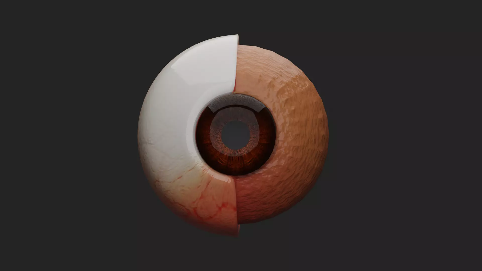 Cataract Eye Anatomy  3D model_10